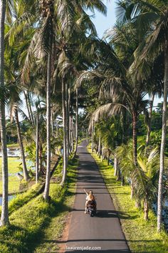 a person riding a bike down a tree lined road in the middle of palm trees