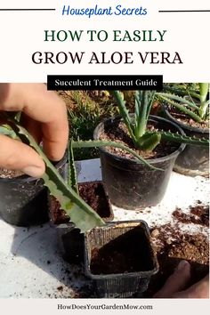 grow aloe vera