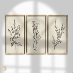 three framed botanical prints hanging on a wall