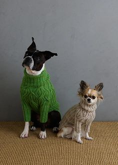 two small dogs wearing sweaters sitting next to each other