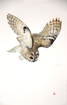 an owl flying through the air with its wings spread