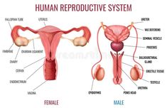 the female and male reproductional systems are labeled in this diagram, including utensils