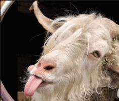 a goat with its tongue hanging out in front of it's face and the words above it