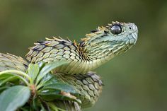 a large green snake with its mouth open on top of a tree branch stock photo