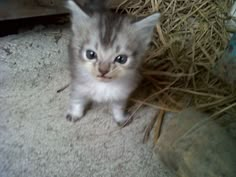 a small kitten is sitting in the hay