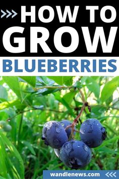 How to Grow Blueberries Healthy Superfoods, Fall Foliage, How To Grow, Blueberries, Planting, To Grow, Berry