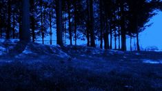 a dark forest with trees and grass on the ground at night, lit by blue light