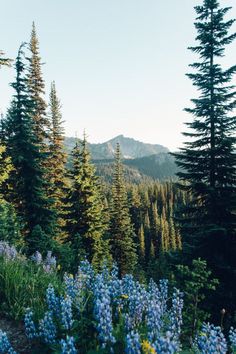 wildflowers and pine trees in the mountains with blue flowers on the foreground