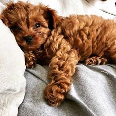 a small brown dog laying on top of a bed