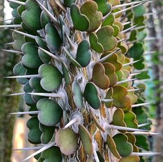 a close up of a tree with lots of spikes on it's trunk and leaves