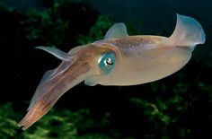 an octopus with blue eyes swimming in the ocean