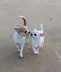 two small dogs playing on the beach with their noses touching each other's heads