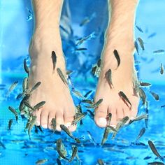 For centuries, Garra rufa fish, also known as doctor fish, have been used to remove dead skin from the hands and feet. Experience this fun and unique treatment with this Fishy Kisses Pedicure for Two!

Upon arrival, you’ll be welcomed into a calming and stress-free environment. A professional wellness technician will guide you to a comfortable lounge chair where you’ll sit and place your feet into a sanitized and filtered foot spa. You’ll be delighted as countless Garra rufa fi Fish Pedicure, Toenail Problems, Spa Pedicure, Foot Spa, Detox Your Body, Spa Experience, Skin Care Treatments, Summer Beauty, Spa Treatments