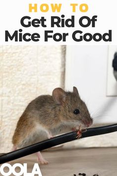 a mouse on the floor with text overlay that reads how to get rid of mice for good