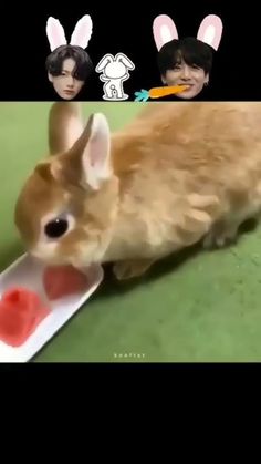 the rabbit is playing with his toy on the floor, and then eating something out of it's mouth