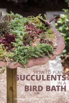 a bird is perched on top of a planter filled with succulents