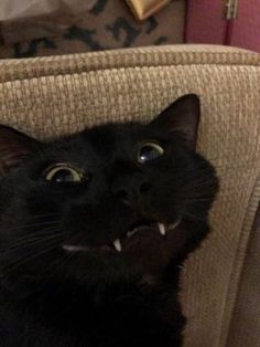 a black cat sitting on top of a couch