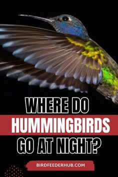 a hummingbird flying with the words where do hummingbirds go at night?