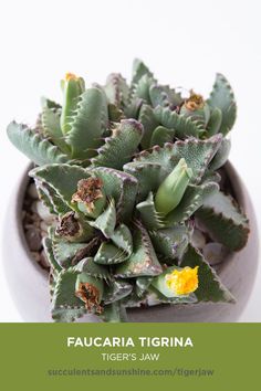 a close up of a plant with the words faguaria tigrina on it