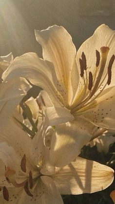 the sun shines brightly on white flowers