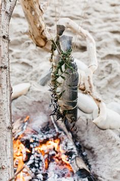 a bottle is hanging from a tree branch over an open fire pit on the beach