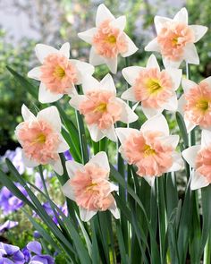 a bunch of flowers that are in the grass