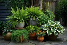 many different types of plants in pots on the ground