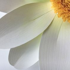 a close up view of a white and yellow flower