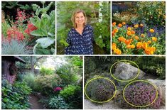 several pictures of different types of flowers and plants in the garden, including succulents