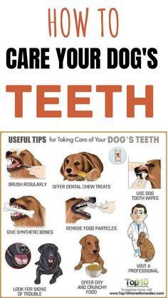 how to care your dog's teeth with pictures and instructions on the front cover