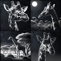 four black and white photos of giraffes in the wild at night time