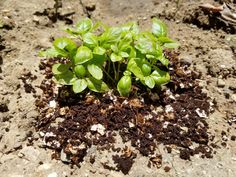 small green plants sprouting out of the ground