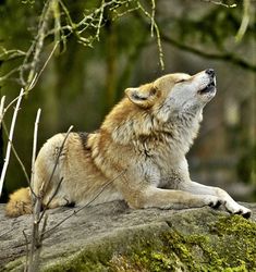 a wolf laying on top of a moss covered rock