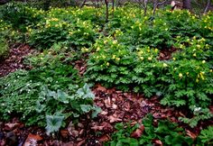 some yellow flowers and green leaves on the ground