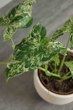 a potted plant with green leaves and dirt