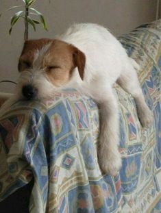 a white and brown dog sleeping on top of a couch