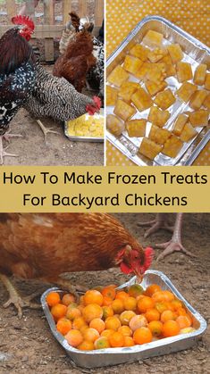 how to make frozen treats for backyard chickens