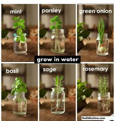 the stages of growing plants in mason jars