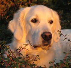 a large white dog laying on top of a lush green field next to trees and bushes