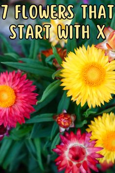 flowers that start with x in front of the words 7 flowers that start with x