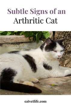 a black and white cat laying on the ground with text overlay that reads, subtle signs of an athritic cat