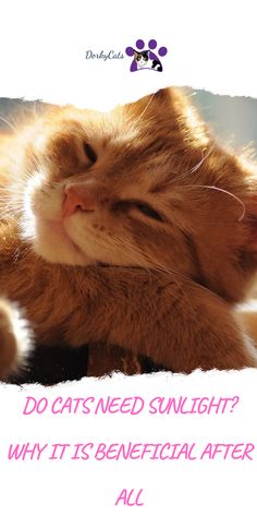 an orange cat laying down with its eyes closed and the caption do cats need sunlight? why it's beneficial after all