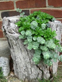 a tree stump with some plants growing out of it