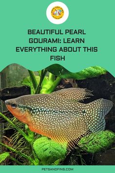 Beautiful Pearl Gourami: Learn Everything About This Fish https://petsandfins.com/pearl-gourami Fish Breeding, Beautiful Fish, Colorful Fish