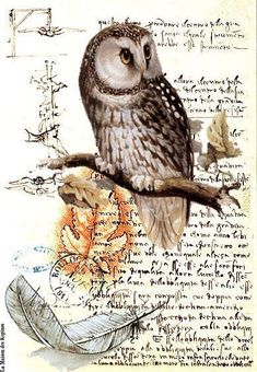 an owl sitting on top of a tree branch next to a feather and ink drawing