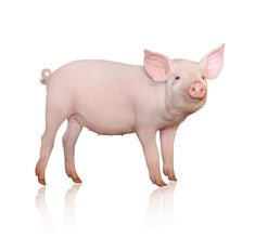 a pink pig standing on a white background