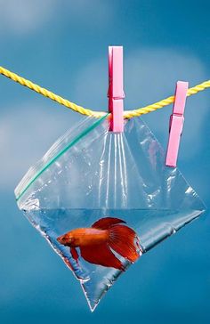 a red fish in a clear plastic bag hanging from a yellow rope with pink clips