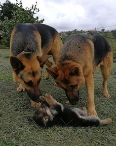 two dogs playing with each other in the grass