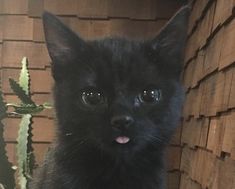 a small black cat with its tongue out