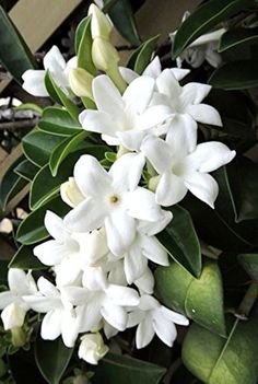 white flowers are blooming on the green leaves